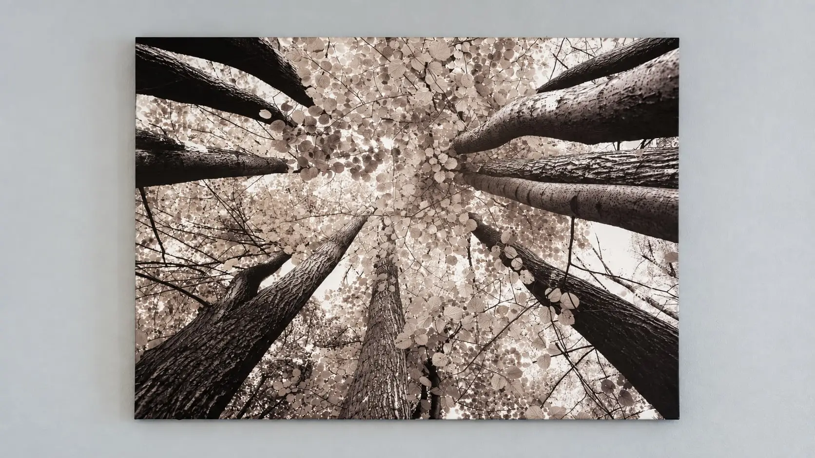 Sepia photograph of a forest canopy hanging on the wall